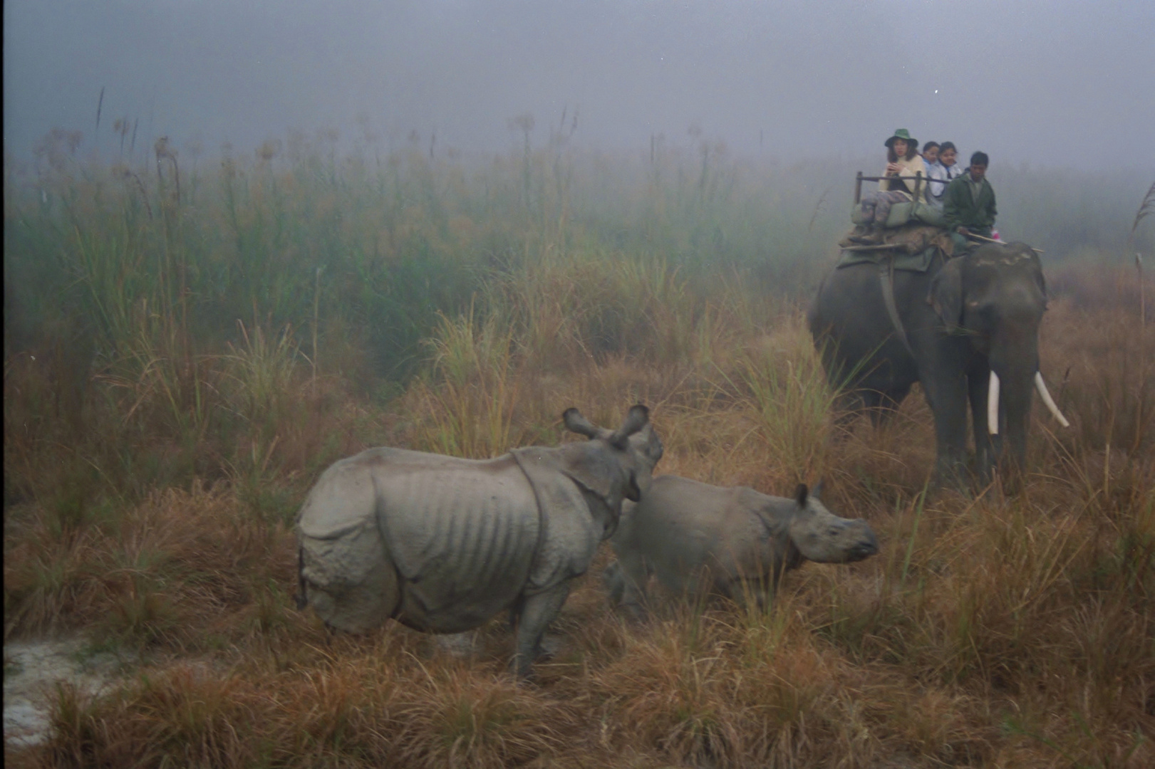 safari photo à l aube, nepal