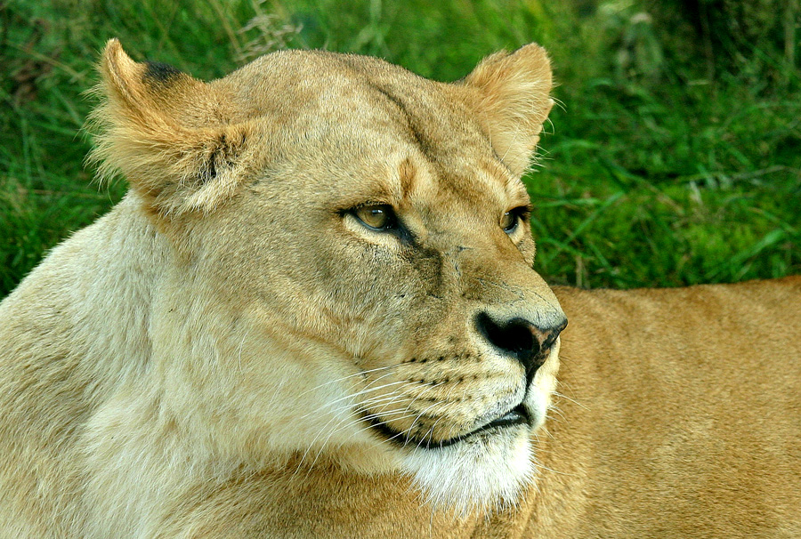 Safari portrait