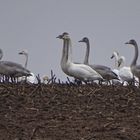 Safari - Singschwäne auf abgeerntetem Maisfeld