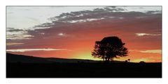 Safari ; Sonnenuntergang in der Savanne, "One Tree Hill "