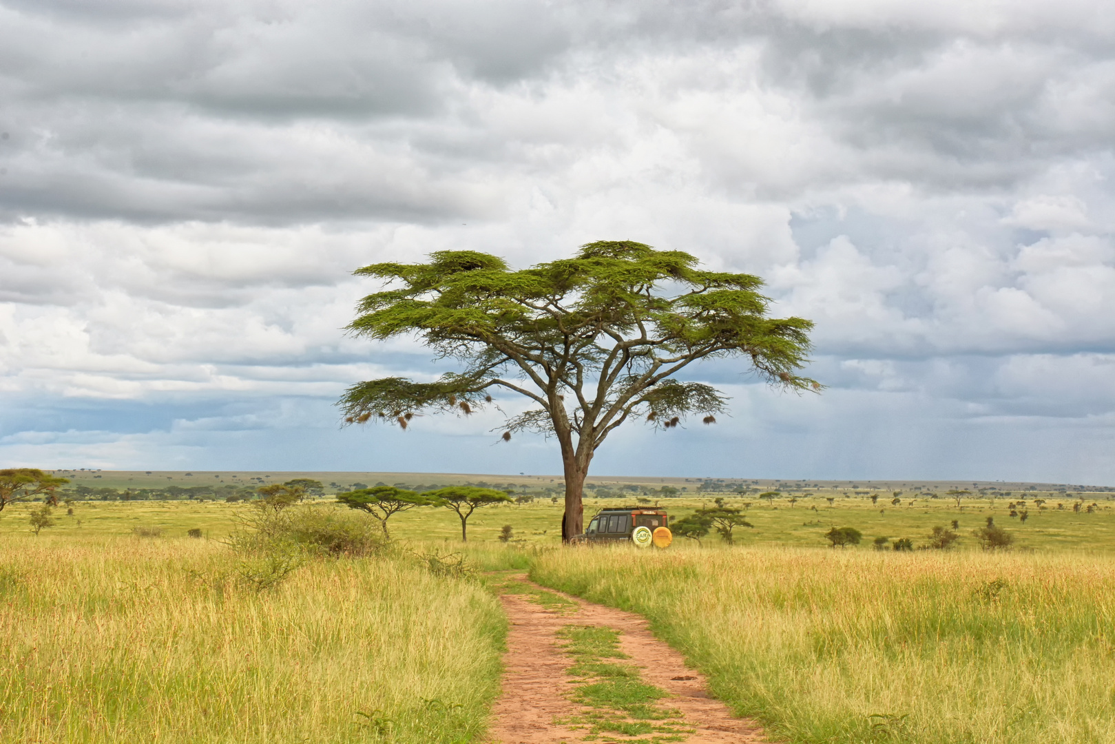 Safari Stimmung