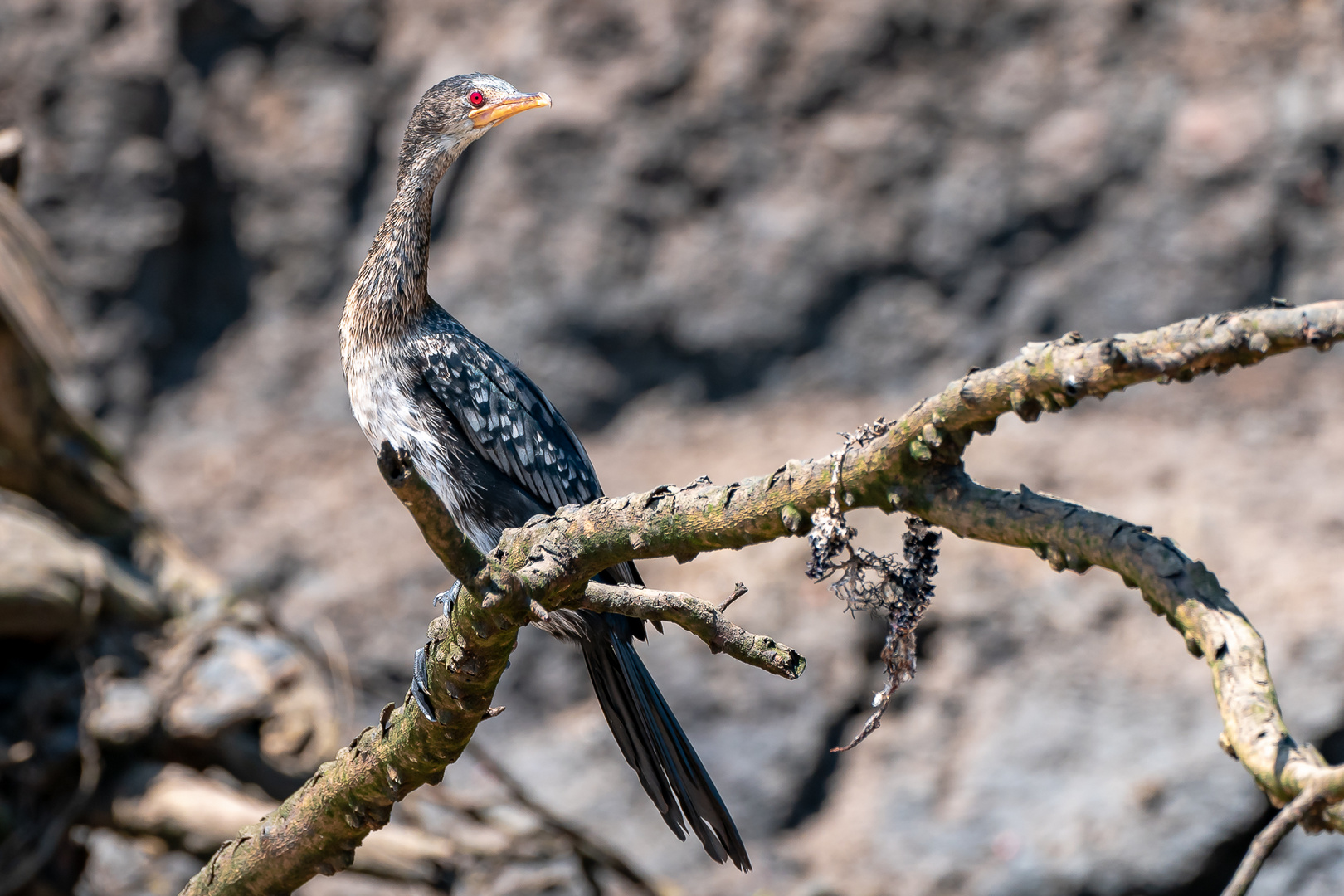 Safari Tanzania, Kormoran