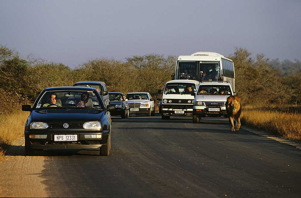 Safari? Toll!