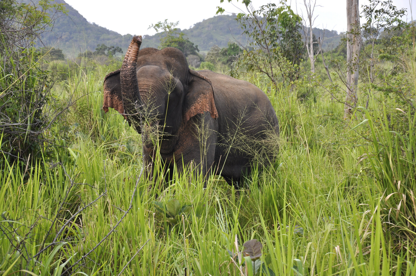 Safari Tour