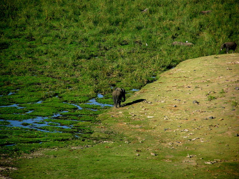 Safari Tsavo Ost 2