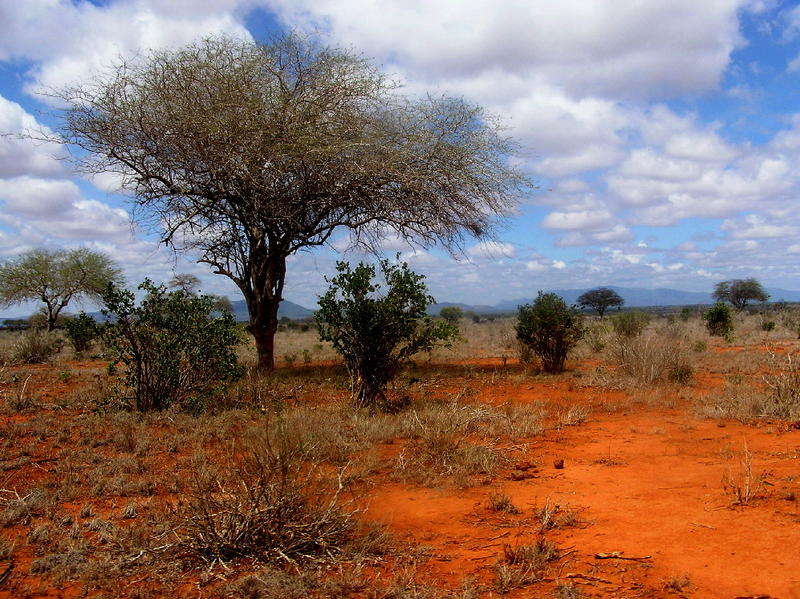 Safari Tsavo Ost