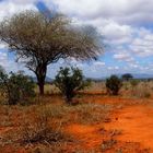 Safari Tsavo Ost