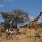 Safari Tsavo Ost (Kenia)