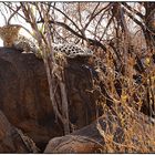 Safari Tsavo West (Kenia)