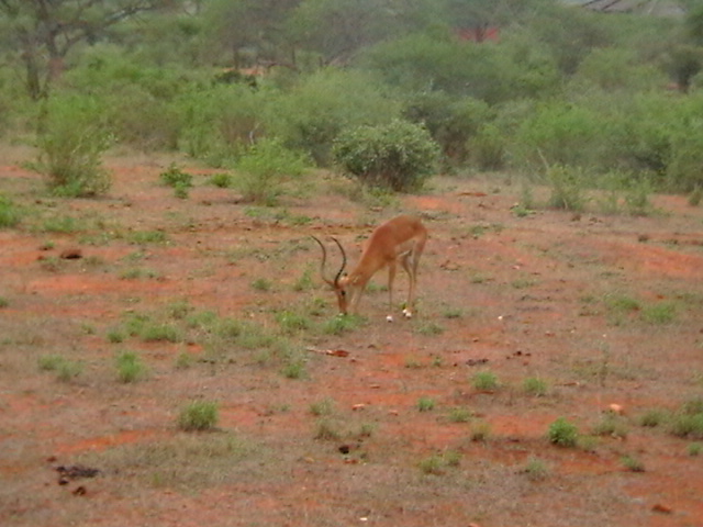 Safari Tsavo/ost in Kenya