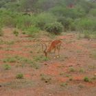 Safari Tsavo/ost in Kenya