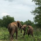 Safari Udawalawe - Sri Lanka