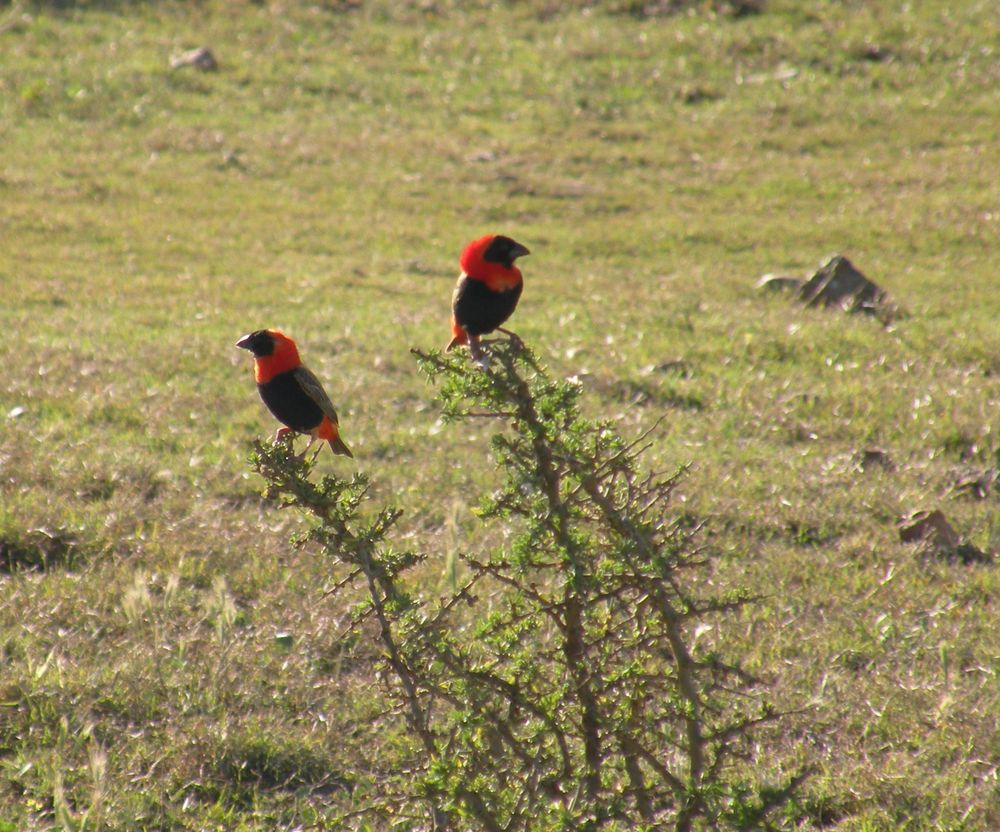 Safari ; Webervögel.