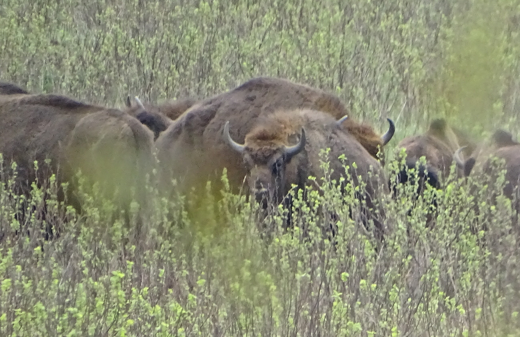 Safari - Wisentherde in freier Natur Westpolens