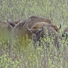 Safari - Wisentherde in freier Natur Westpolens