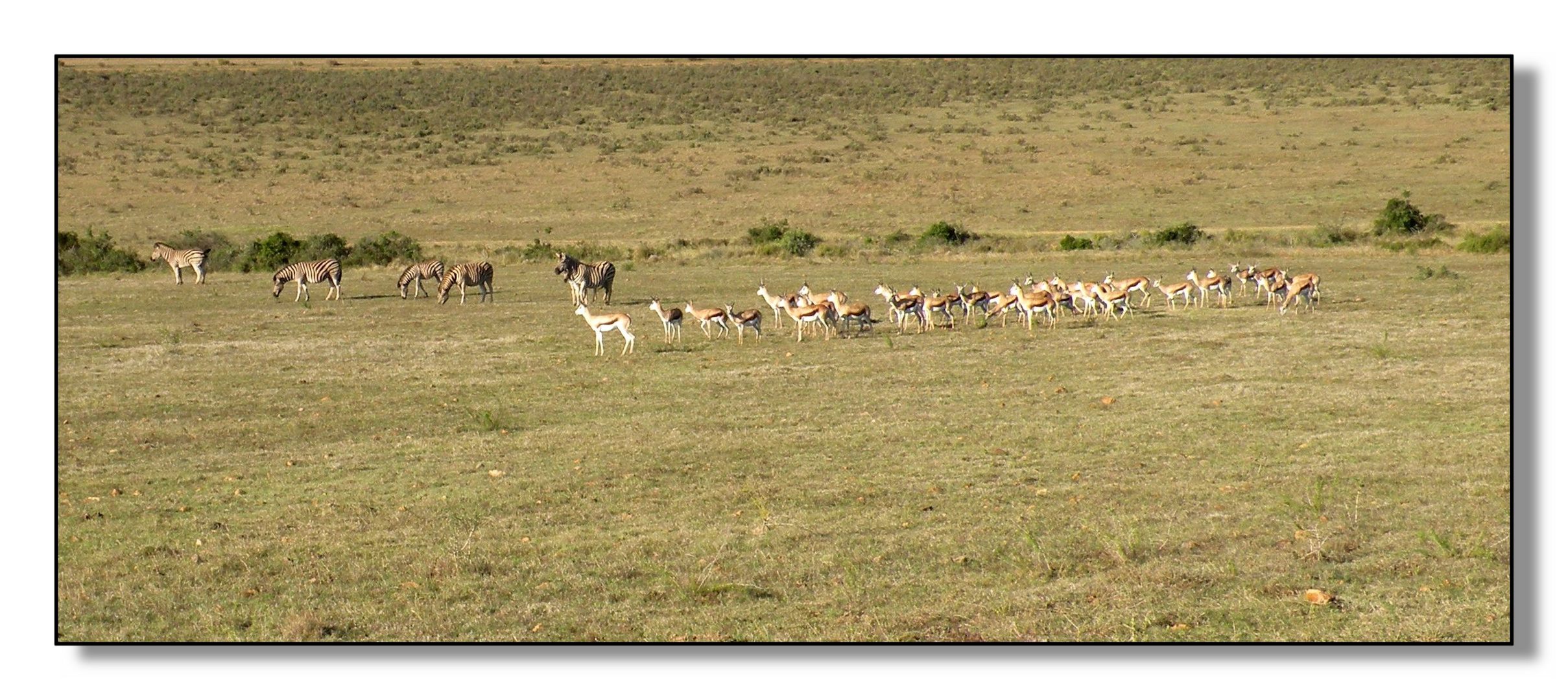 Safari ; Zebras und Springböcke