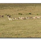 Safari ; Zebras und Springböcke