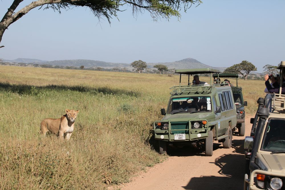 ostafrika safari