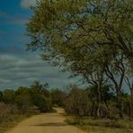 SAFARIFAHRT IM KRUGER NATIONALPARK