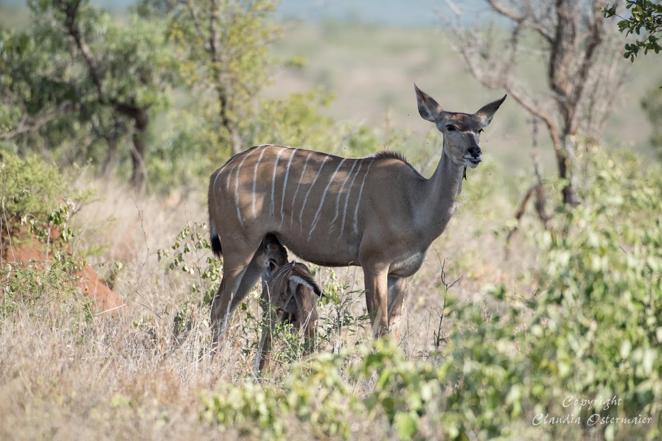 Safarifahrt Kruger Park