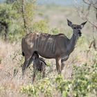 Safarifahrt Kruger Park