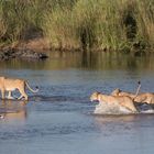 Safarifahrt Kruger Park