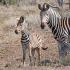 Safarifahrt Kruger Park