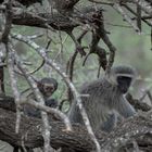 Safarifahrt Kruger Park