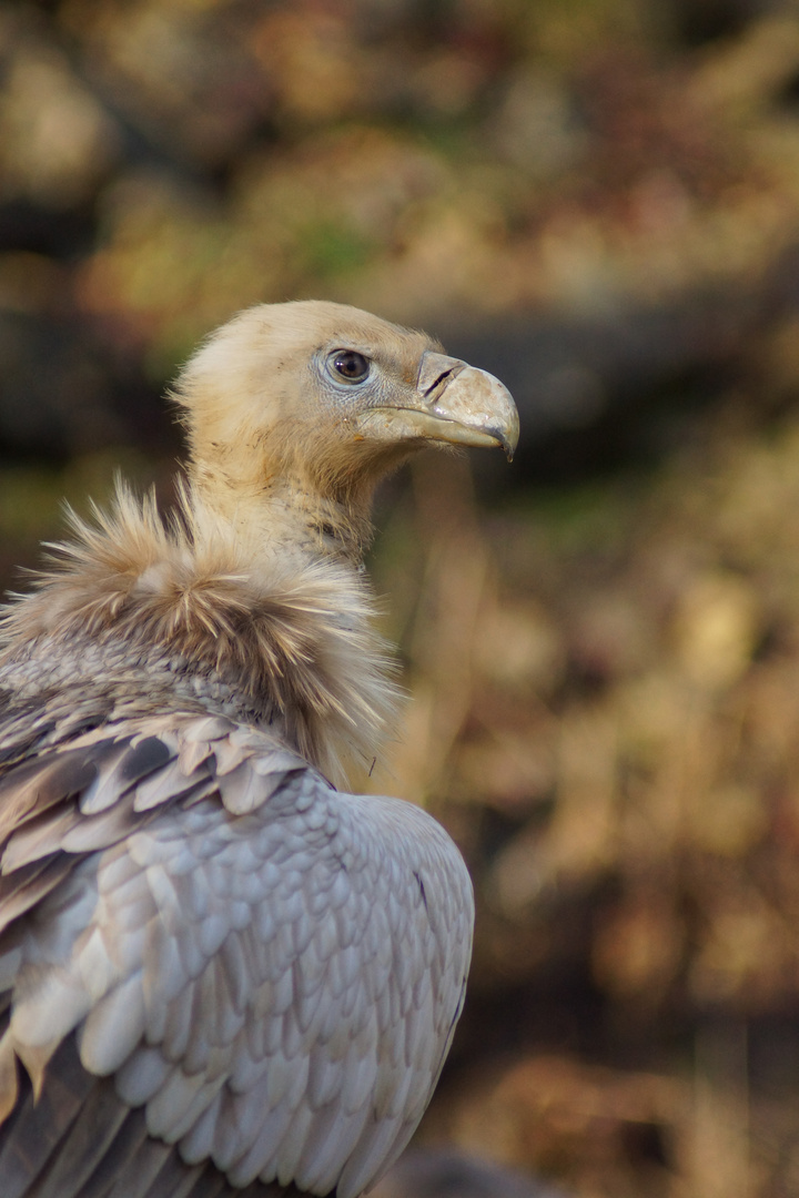 Safaripark Bad Mergentheim