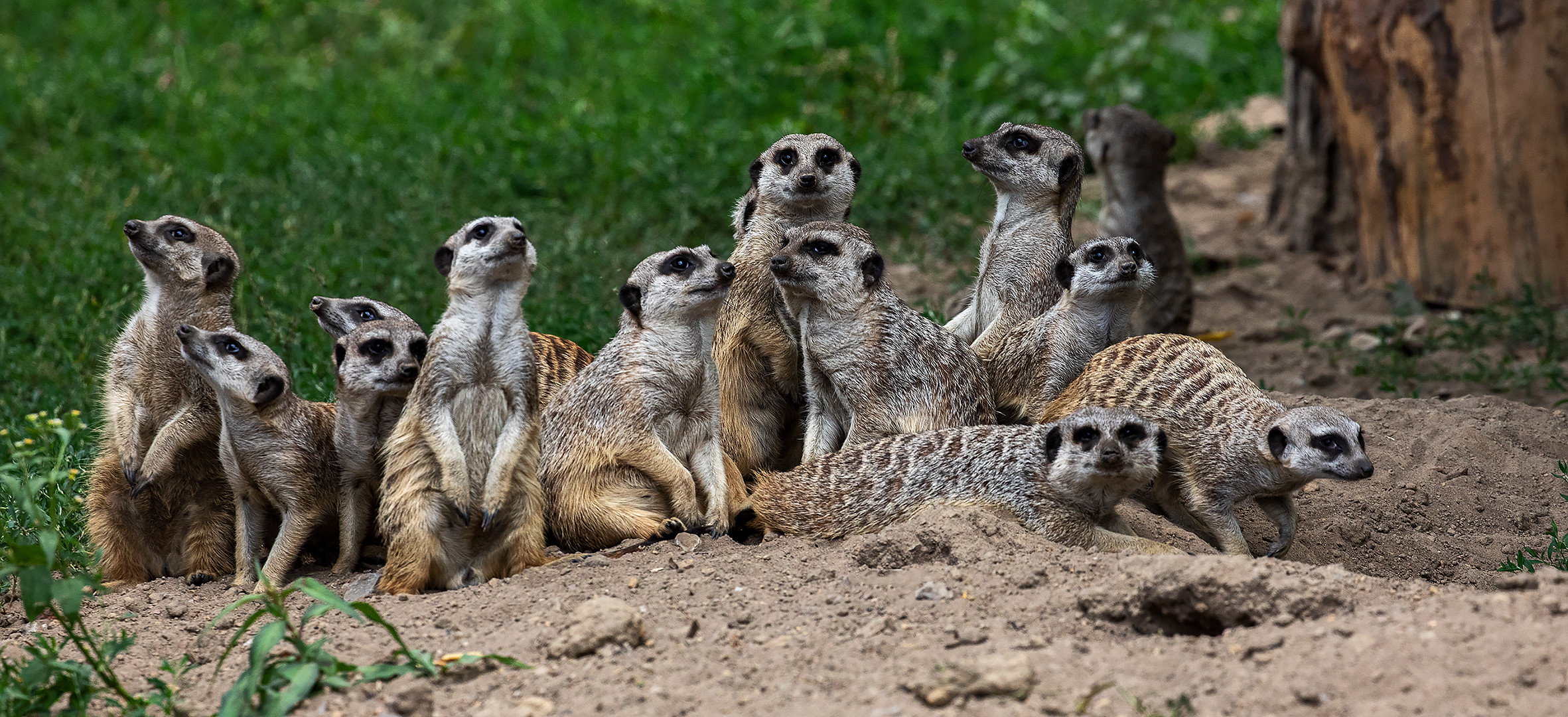 Safaripark Chor