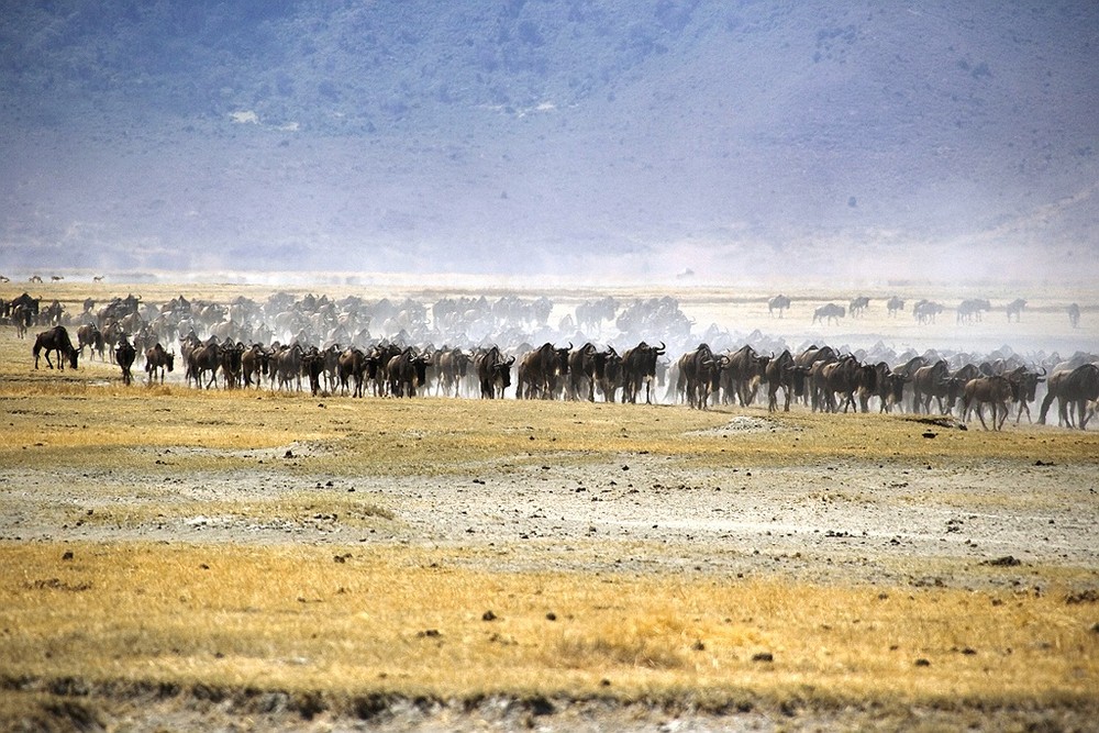 Safaripark Ngorongoro