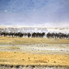 Safaripark Ngorongoro