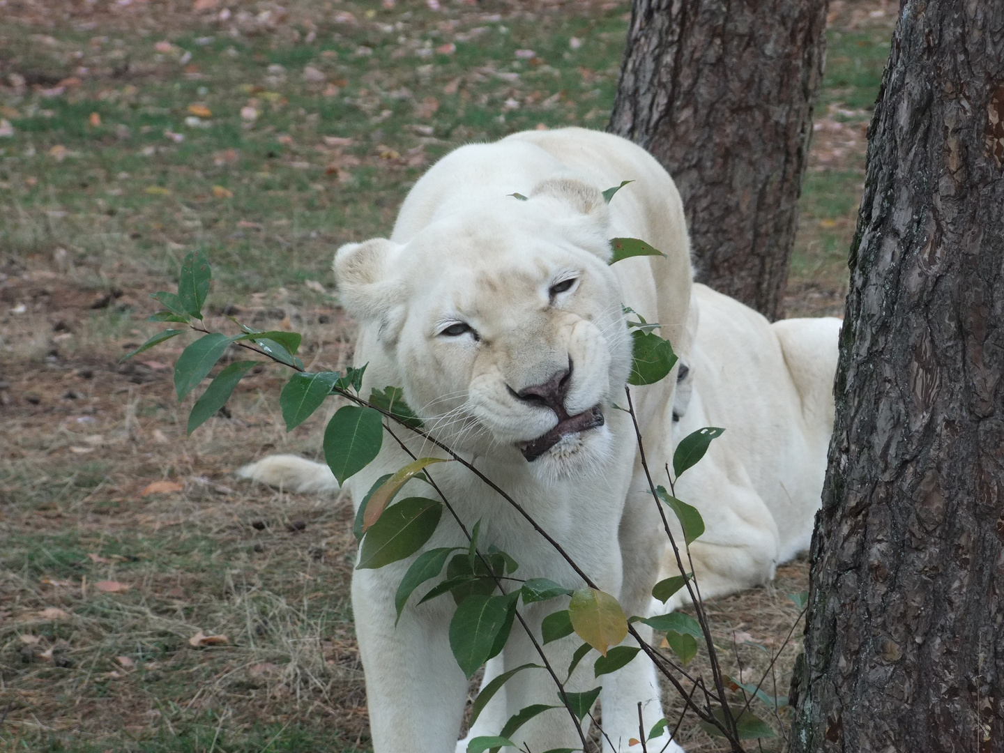 Safaripark Stukenbrock 2018