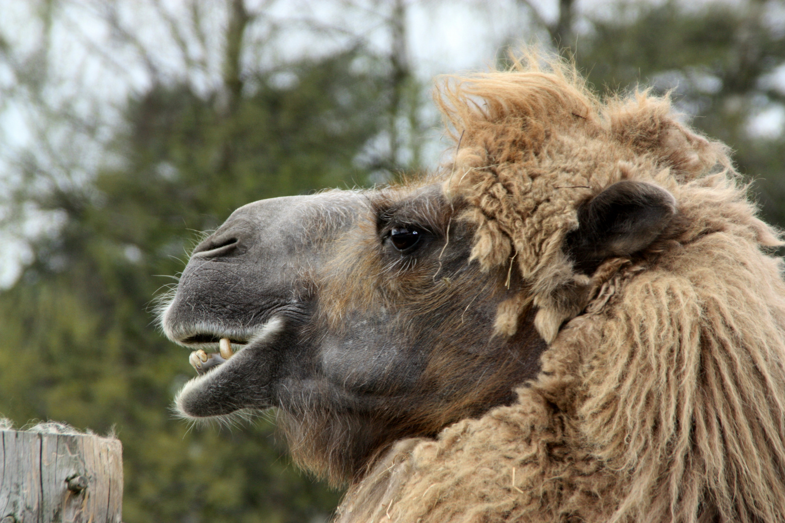 Safaripark Stukenbrock - Kamel