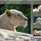 SAFARIPARK_1