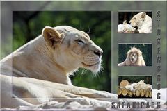 SAFARIPARK_1