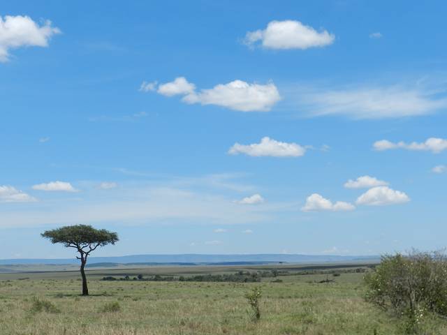 Safaris in Kenia Maasai Mara