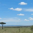 Safaris in Kenia Maasai Mara