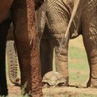 safe between elephants