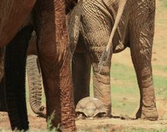 safe between elephants