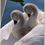 safe on mom's back