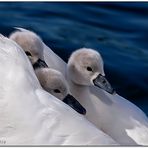 safe on mom's back (3) 