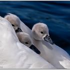 safe on mom's back (3) 