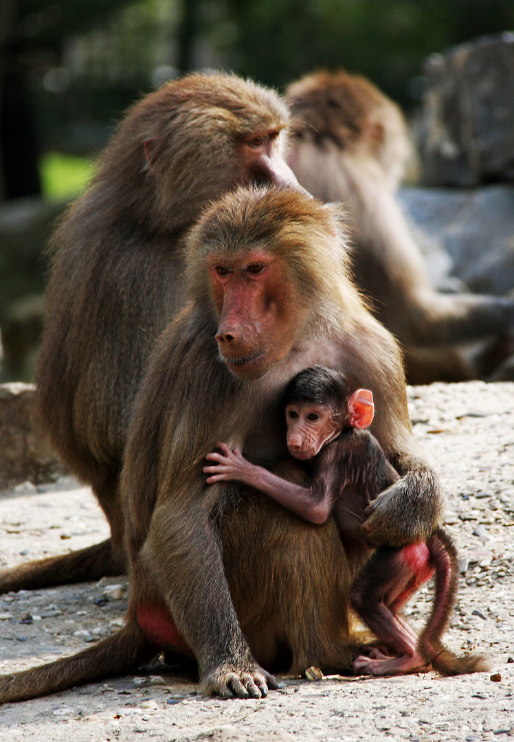 safe with Mom