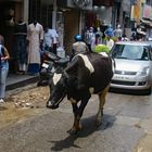 safety car (cow).... low speed necessary