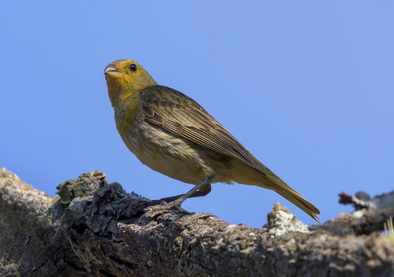 Saffron Finch