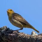 Saffron Finch