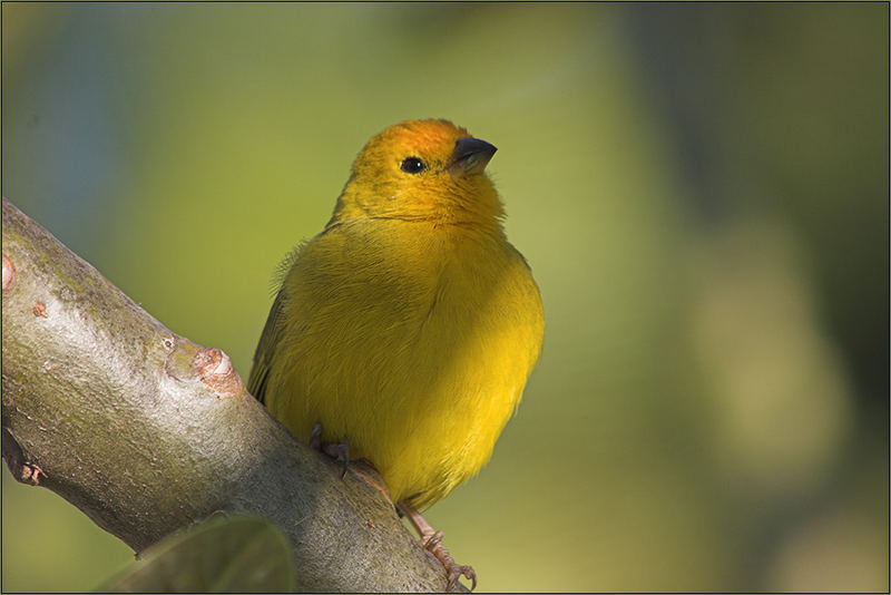 Saffron Finch I