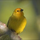 Saffron Finch I