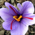 Saffron Flower